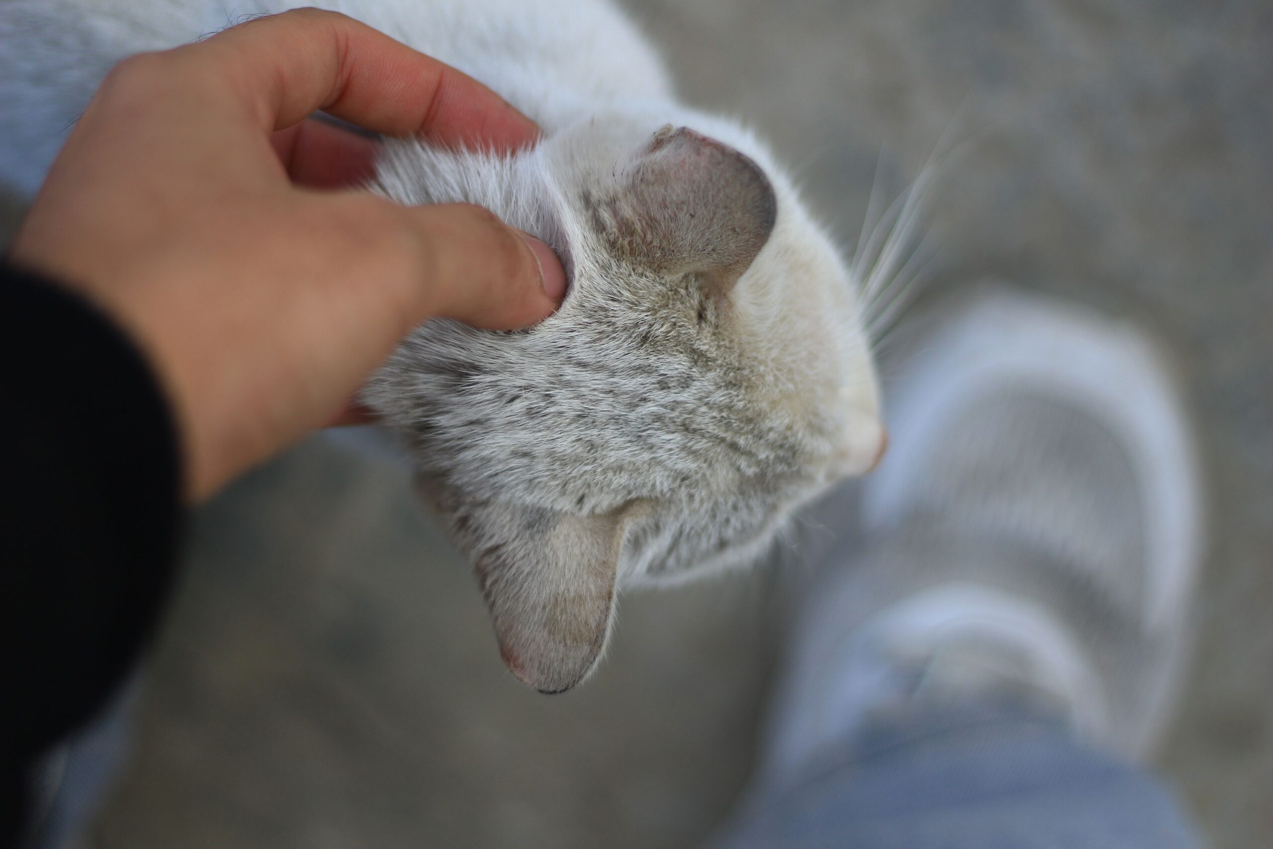 8 Ways Cats Mark Familiar People Without Spraying