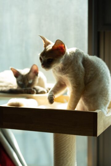 7 Behaviors Cats Use to Avoid a Fight Without Leaving the Room