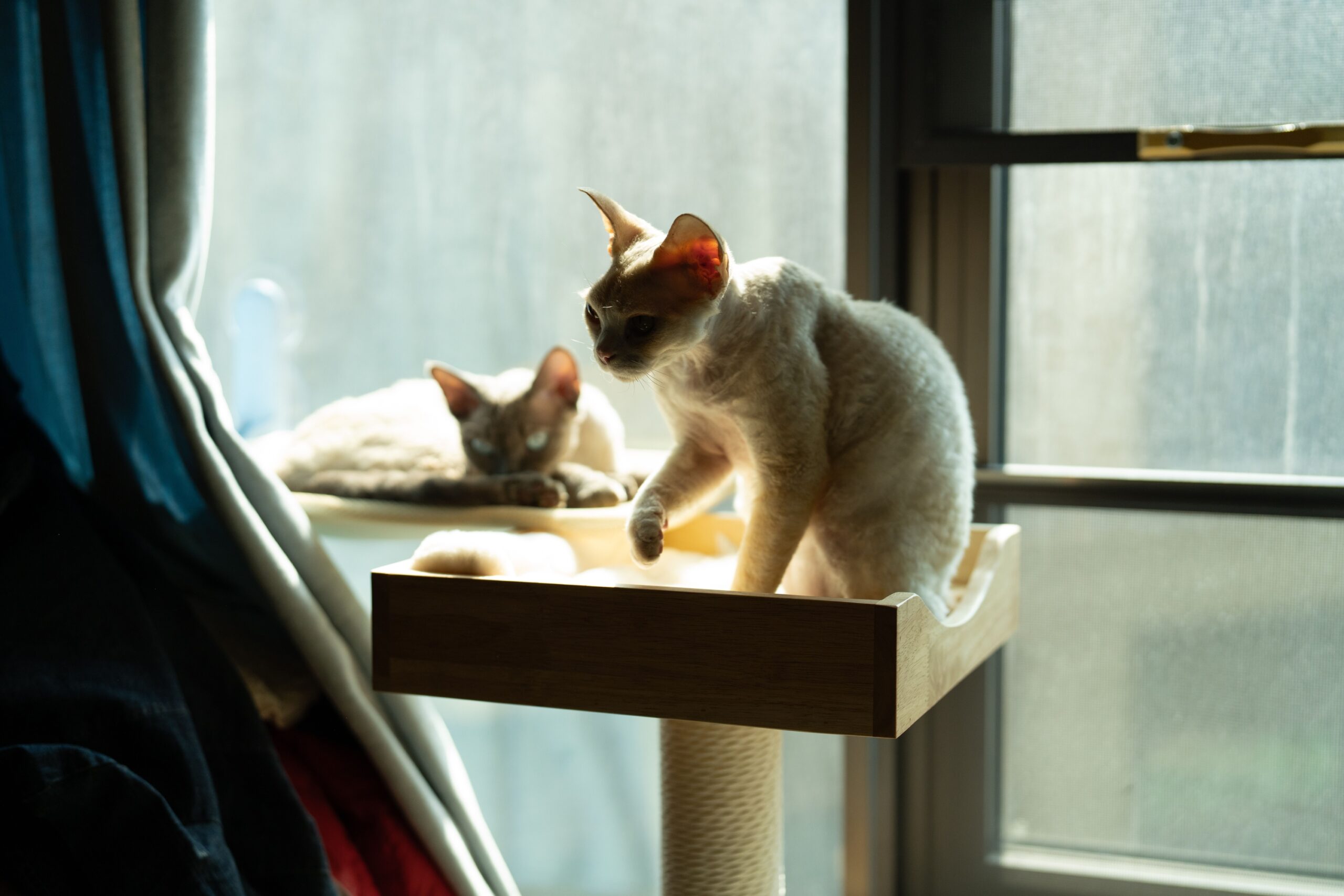 7 Behaviors Cats Use to Avoid a Fight Without Leaving the Room