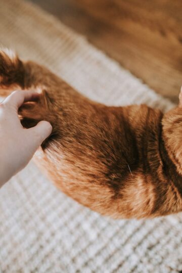 Animal Behavior Says Cats Who Rub Their Face Against You Are Doing More Than Simply Asking to Be Petted