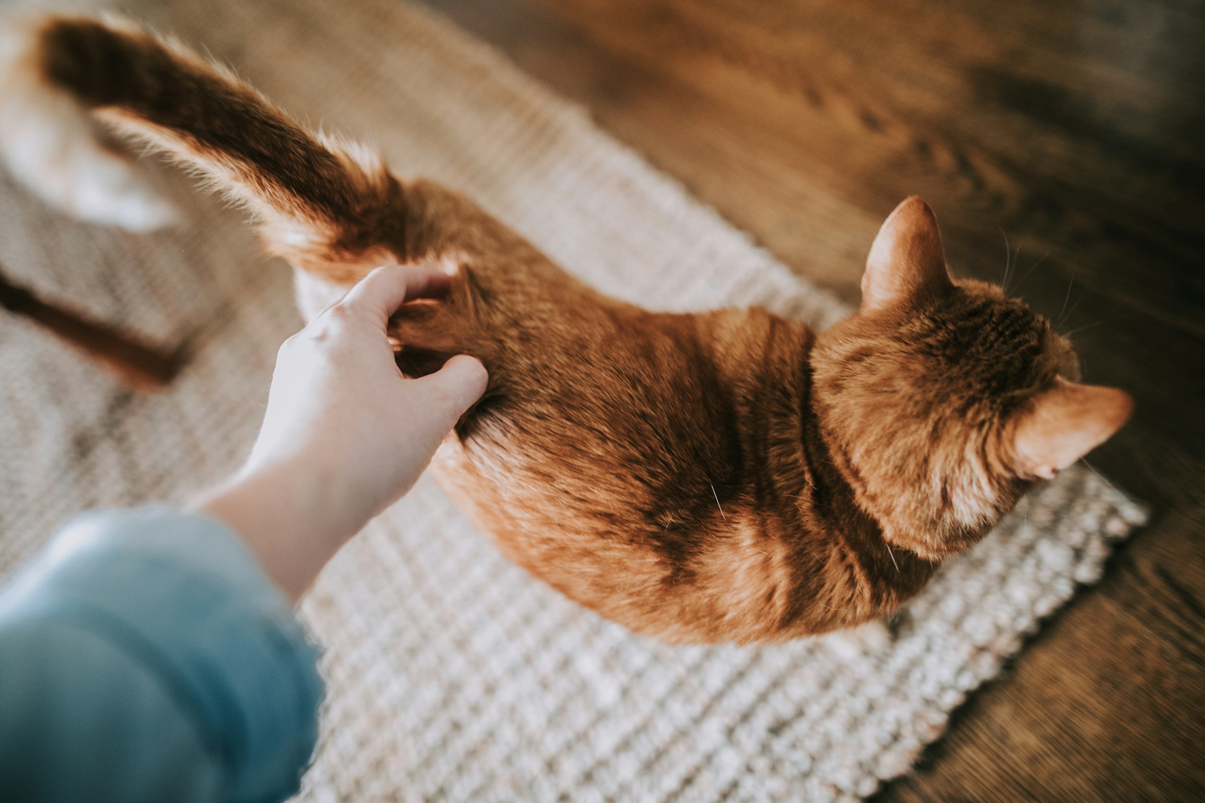 Animal Behavior Says Cats Who Rub Their Face Against You Are Doing More Than Simply Asking to Be Petted