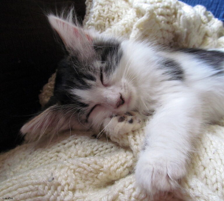 7 Reasons a Cat May Sleep Beside Your Head Instead of at Your Feet