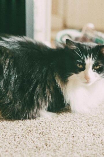8 Ways Older Cats Show They've Never Stopped Loving You