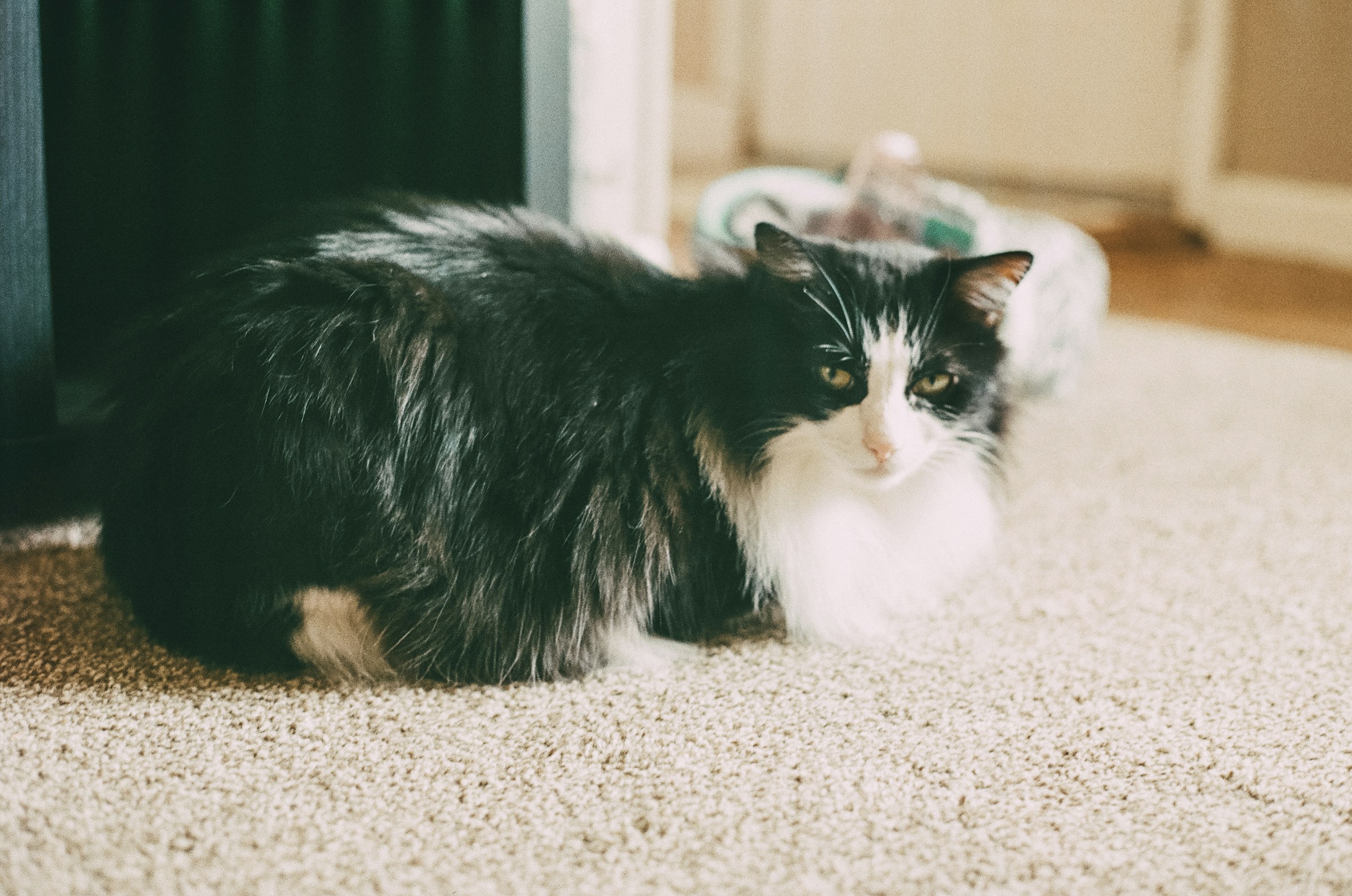8 Ways Older Cats Show They've Never Stopped Loving You