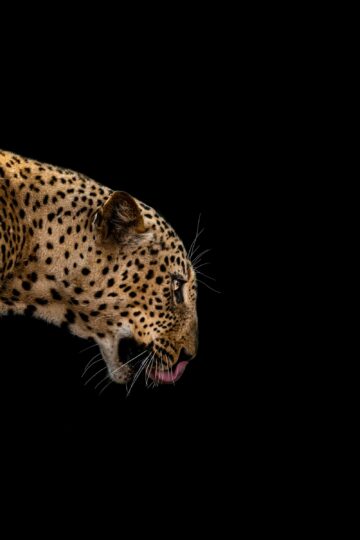 Animal Science Says Leopards Can Remember Their Territory in Detail and Revisit it With Perfect Precision