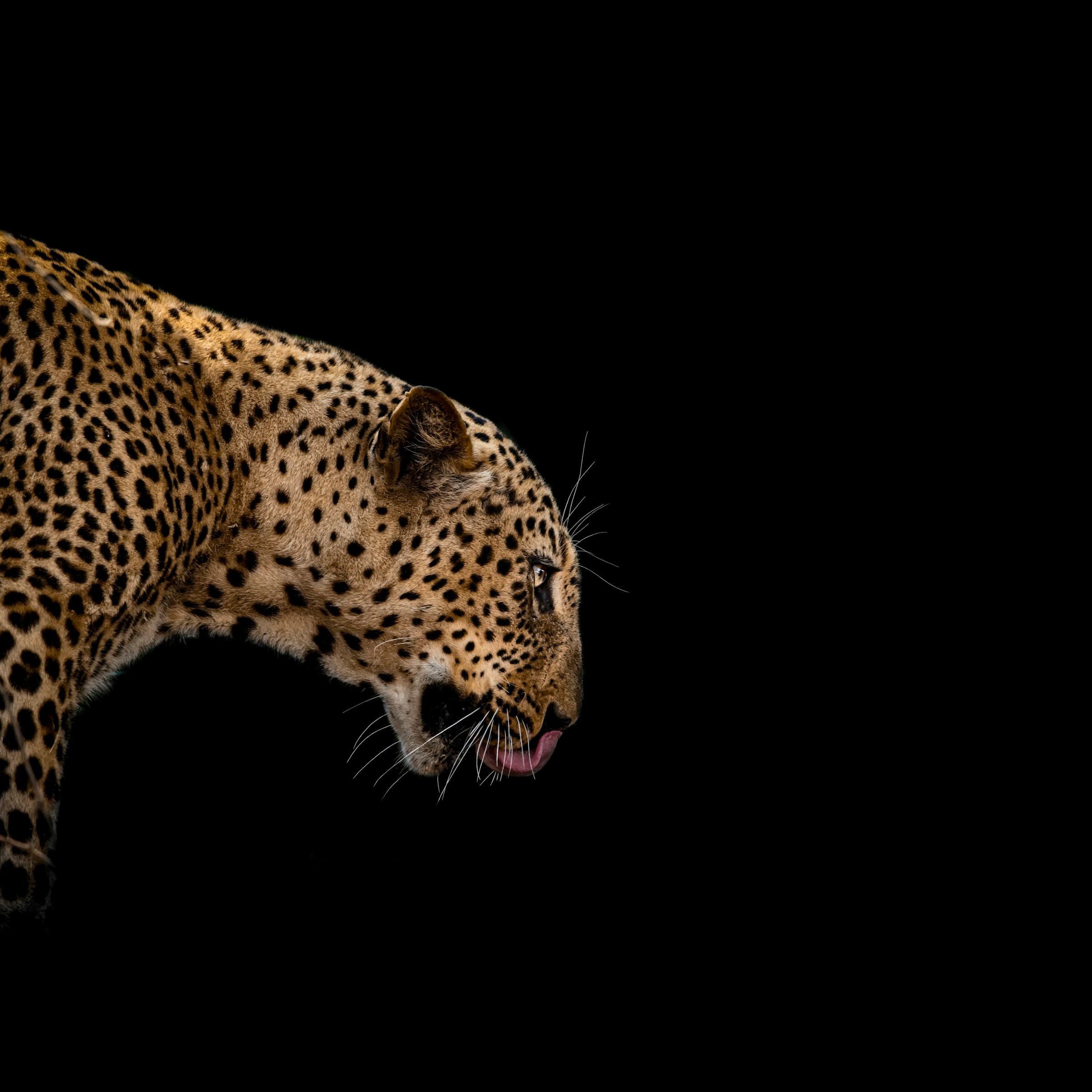 Animal Science Says Leopards Can Remember Their Territory in Detail and Revisit it With Perfect Precision
