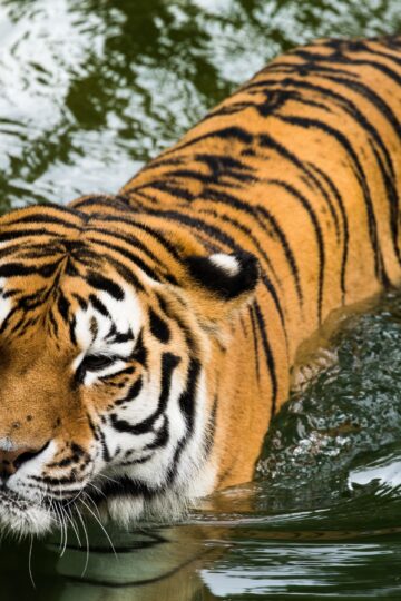 12 Mind-Blowing Tiger Facts That Show Just How Extraordinary the World's Largest Cat Can Be
