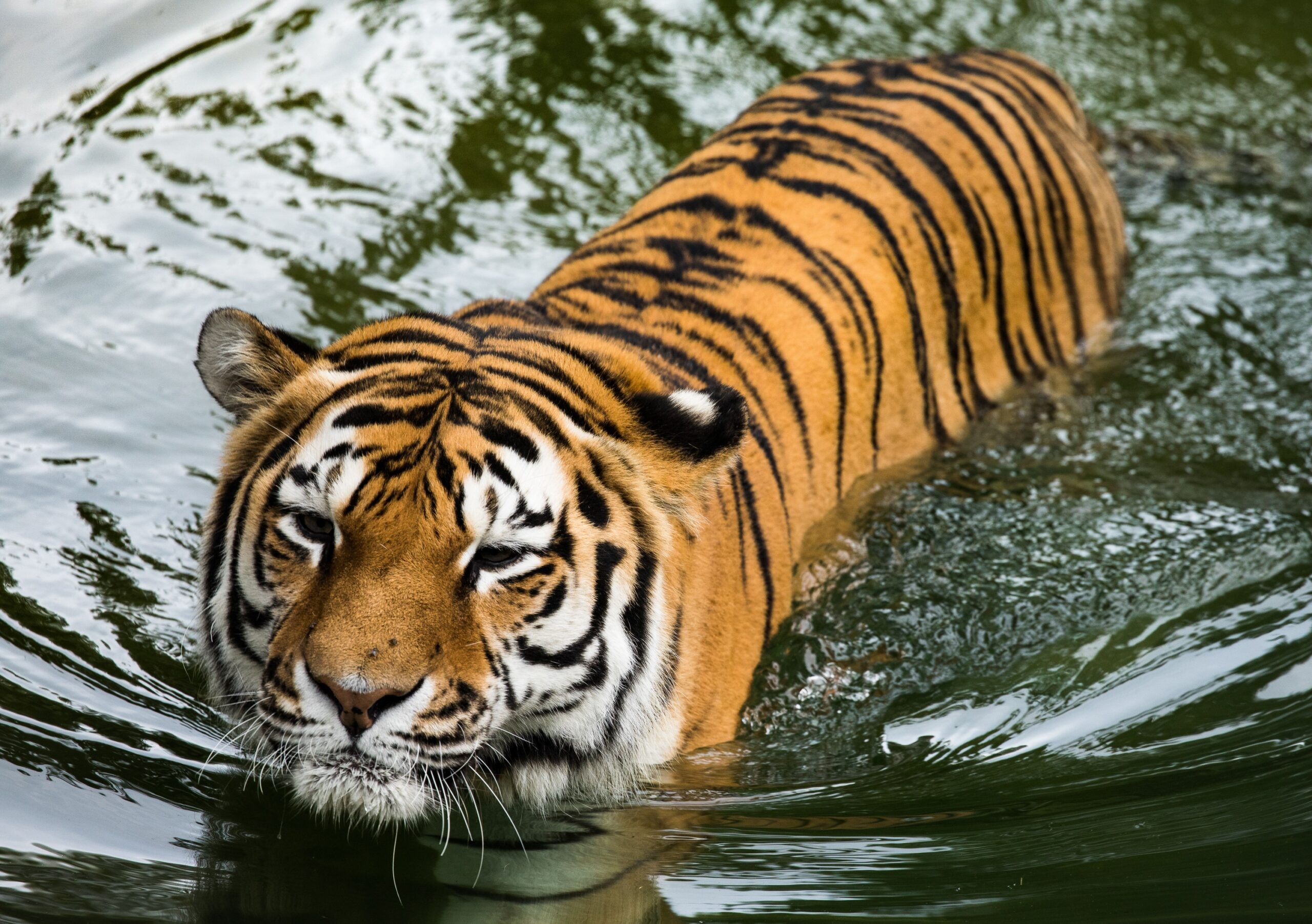 12 Mind-Blowing Tiger Facts That Show Just How Extraordinary the World's Largest Cat Can Be