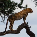 10 Incredible Leopard Facts That Explain How They Survive Where Other Big Cats Cannot