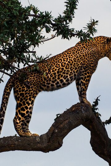 10 Incredible Leopard Facts That Explain How They Survive Where Other Big Cats Cannot