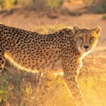 10 Mind-Blowing Cheetah Facts That Have Nothing to Do With Being the Fastest Land Animal