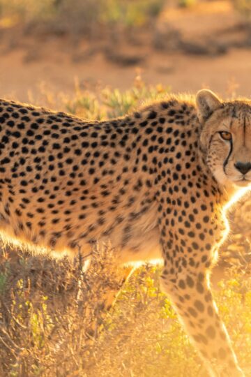 10 Mind-Blowing Cheetah Facts That Have Nothing to Do With Being the Fastest Land Animal