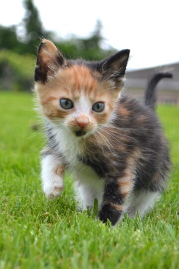 9 Behaviors Kittens Practice Through Play Before They Ever Need Them