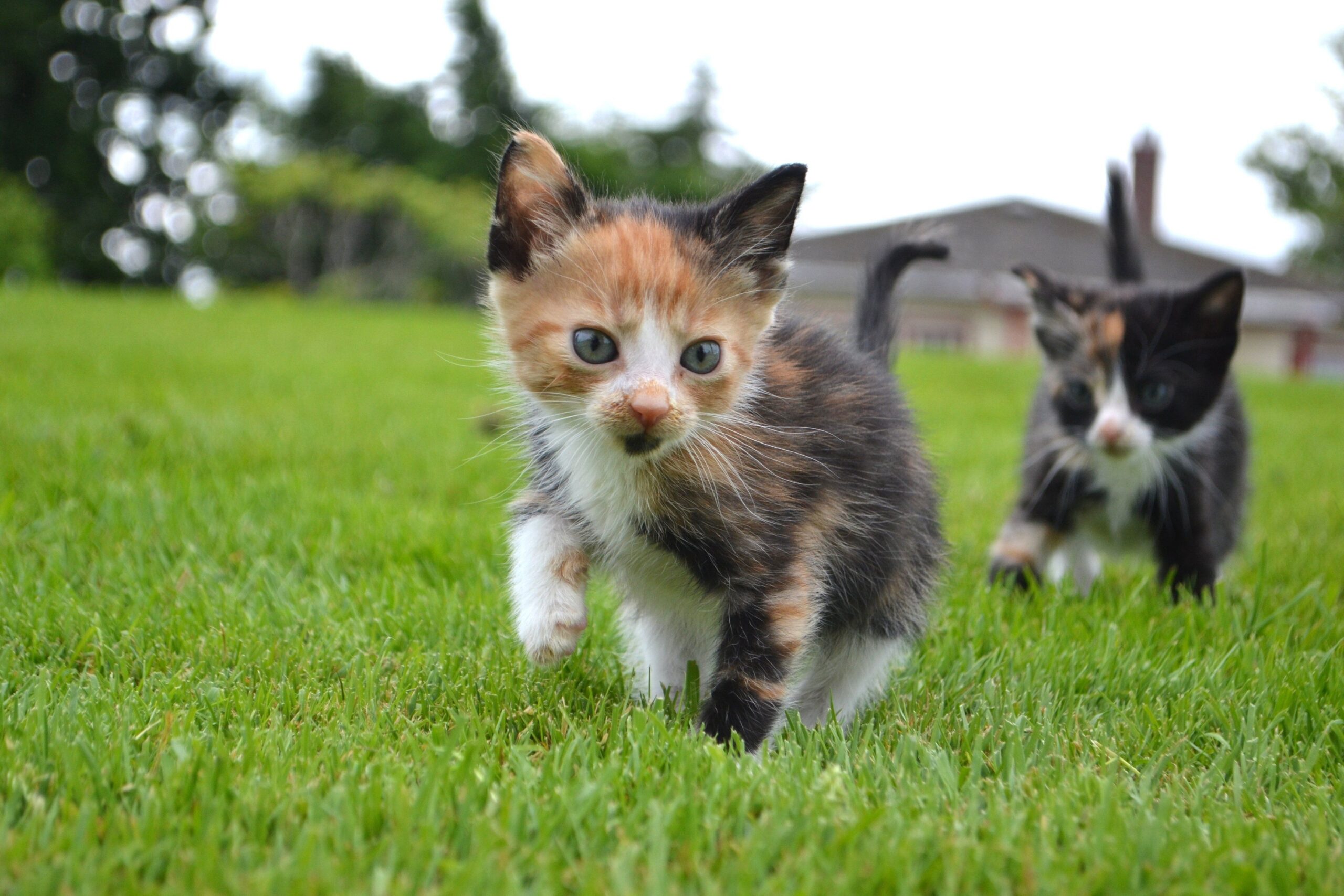 9 Behaviors Kittens Practice Through Play Before They Ever Need Them