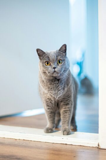 7 Reasons Your Cat May Sit Just Outside the Room You Are In
