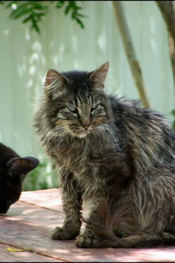 8 Things Senior Cats Often Change About Their Territory as They Age
