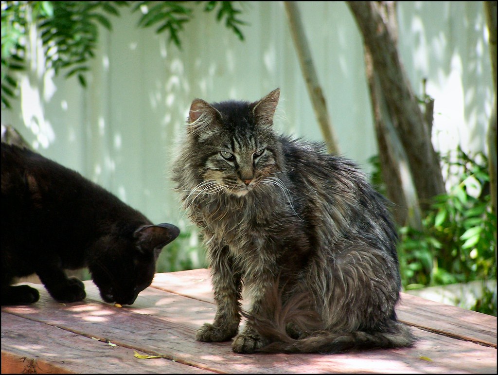 8 Things Senior Cats Often Change About Their Territory as They Age