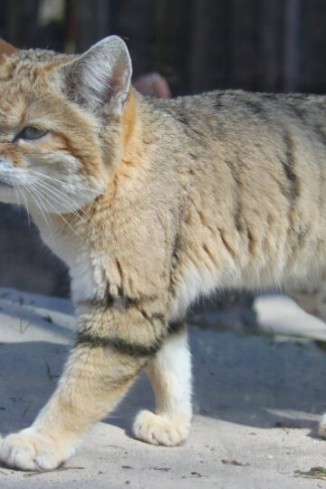 10 Wild Cats With the Strangest Hunting Techniques in the Feline World