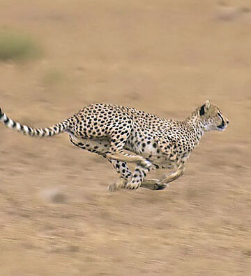 Animal Science Says a Cheetah's Long Tail Does Far More During a High-Speed Chase Than Simply Follow Behind Its Body