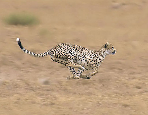 Animal Science Says a Cheetah's Long Tail Does Far More During a High-Speed Chase Than Simply Follow Behind Its Body