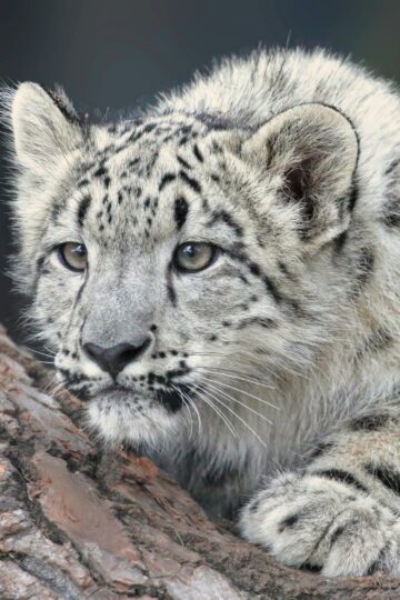 10 Extraordinary Wild Cats That Break Nearly Every Stereotype We Have About Felines