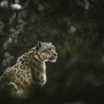 Which Wild Cat Best Represents Each Zodiac Sign