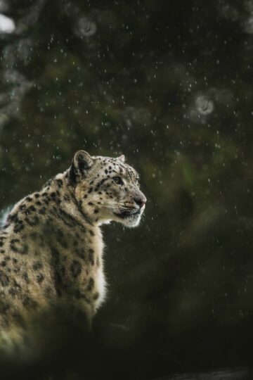 Which Wild Cat Best Represents Each Zodiac Sign