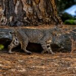 What It Means When a Bobcat Stops and Looks Back Before Disappearing Into Cover