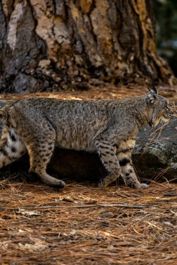 What It Means When a Bobcat Stops and Looks Back Before Disappearing Into Cover