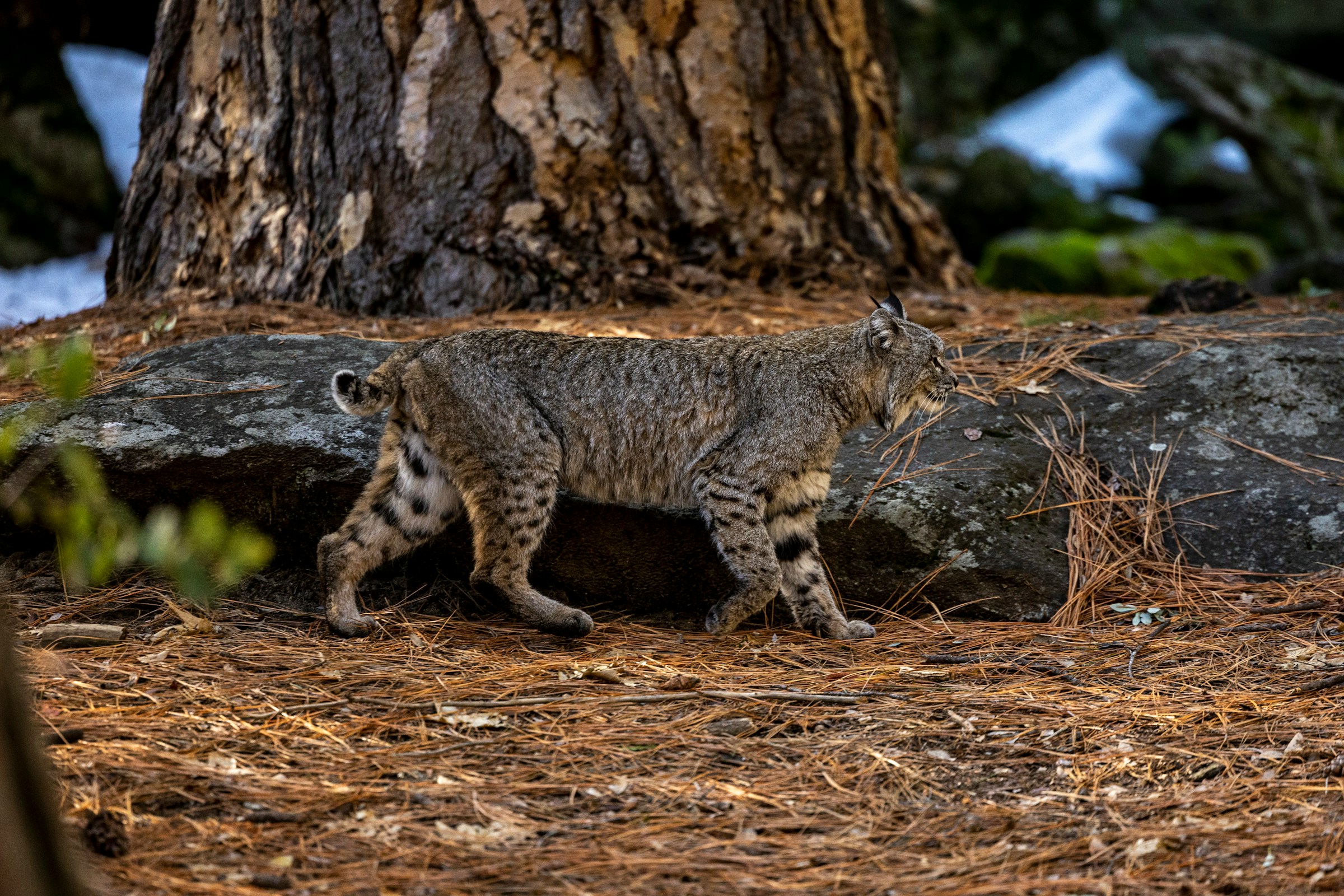 What It Means When a Bobcat Stops and Looks Back Before Disappearing Into Cover