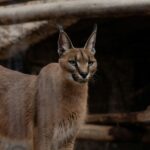 8 Fascinating Caracal Facts That Go Far Beyond Their Extraordinary Jumping Ability