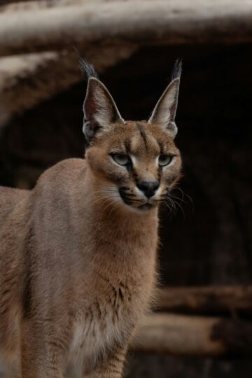 8 Fascinating Caracal Facts That Go Far Beyond Their Extraordinary Jumping Ability