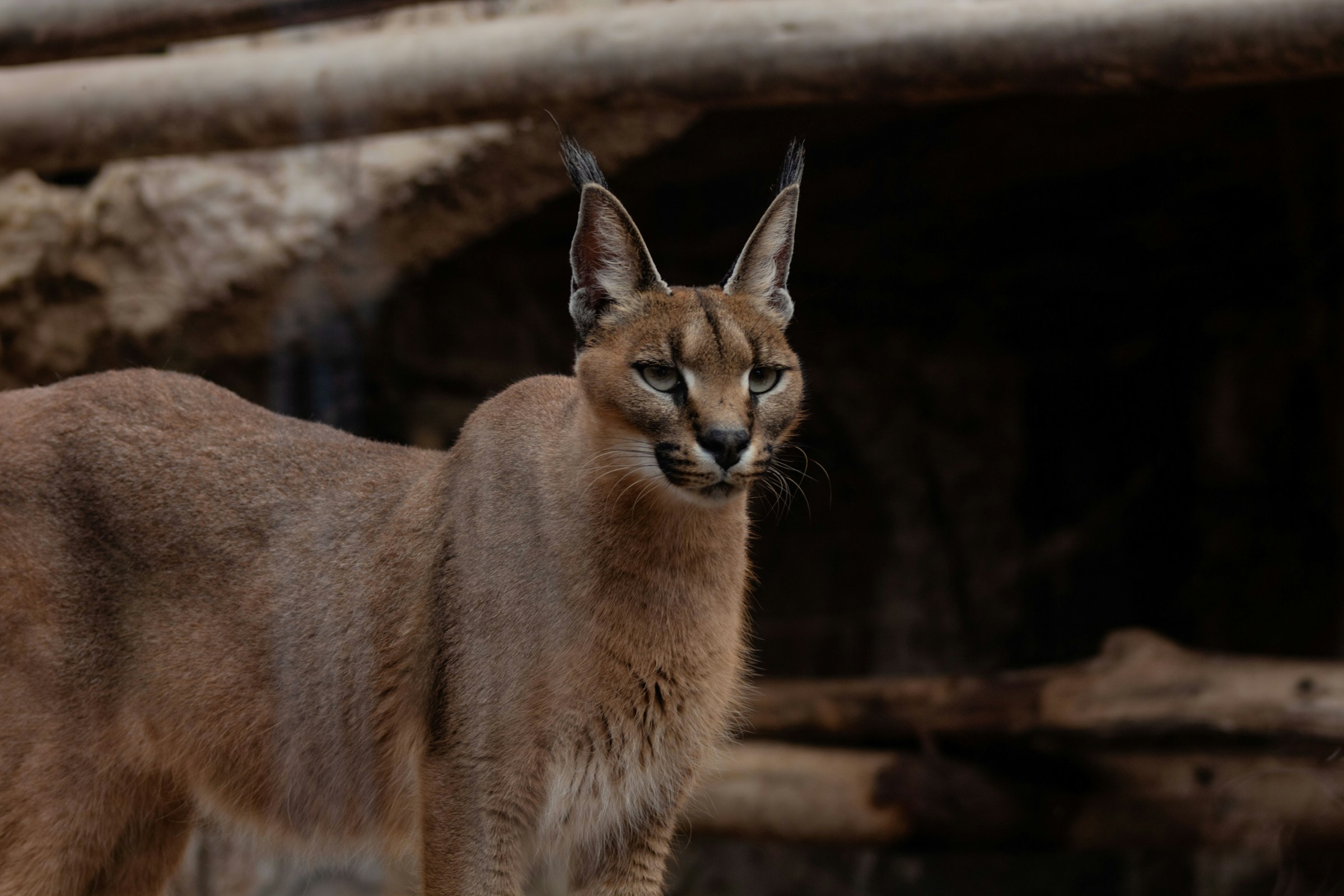 8 Fascinating Caracal Facts That Go Far Beyond Their Extraordinary Jumping Ability