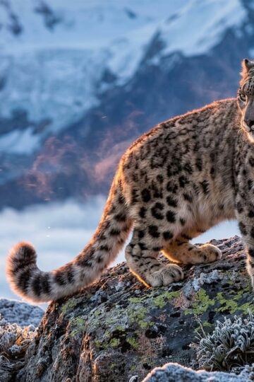 9 Incredible Snow Leopard Facts That Explain How They Survive Where Few Big Predators Can't