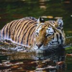 Animal Science Says Tigers Enter Water for Reasons That Go Far Beyond Simply Cooling Down on a Hot Day