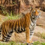 Wildlife Biology Says Solitary Tigers Communicate Far More With Other Tigers Than Their Lonely Reputation Would Suggest