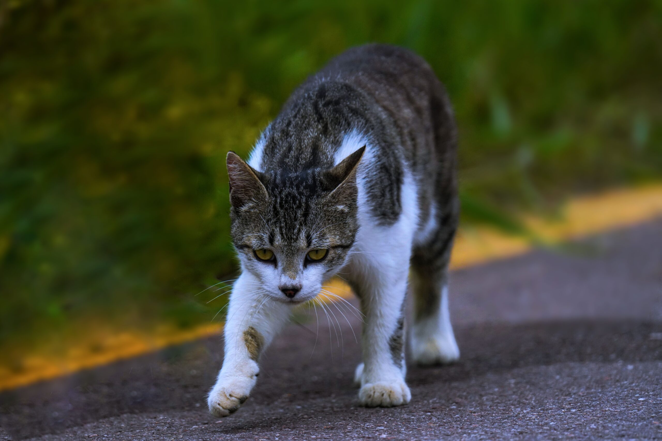 7 Fascinating Reasons Cats Can Walk Across Narrow Surfaces Without Losing Their Balance