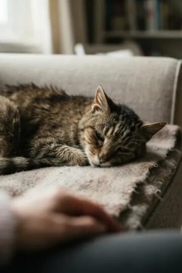 14 Final Signs a Beloved Breed Cat Shows Before It Is Time to Let Go