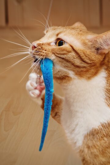 7 Reasons Cats Carry Toys Into Rooms Where Their Humans Are Sitting