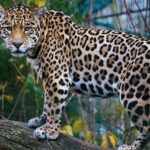 Animal Science Says Jaguars Kill Prey Differently From Most Big Cats Because Their Powerful Bite Gives Them Another Option