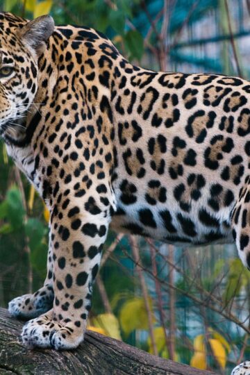 Animal Science Says Jaguars Kill Prey Differently From Most Big Cats Because Their Powerful Bite Gives Them Another Option