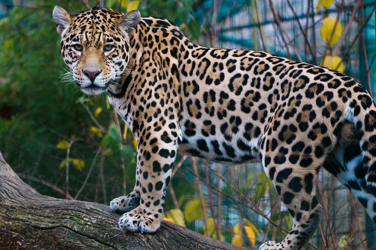 Animal Science Says Jaguars Kill Prey Differently From Most Big Cats Because Their Powerful Bite Gives Them Another Option