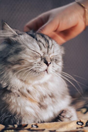 The Best Cat Breeds for Virgos Over 60