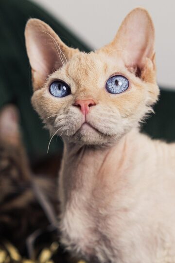 Top 10 Cat Breeds To Keep in Florida