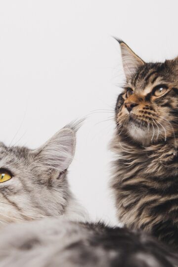 The Most Popular Cat Breeds in New York