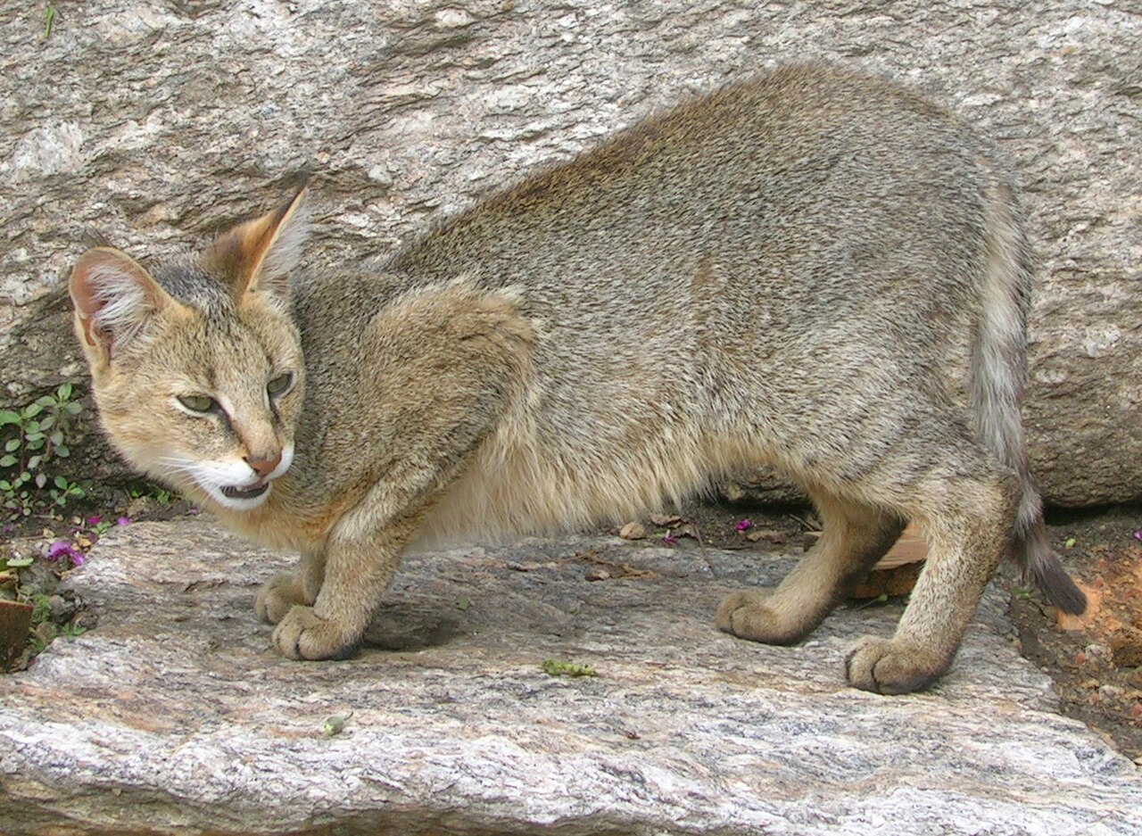 Jungle Cat – The Marshland Stalker 