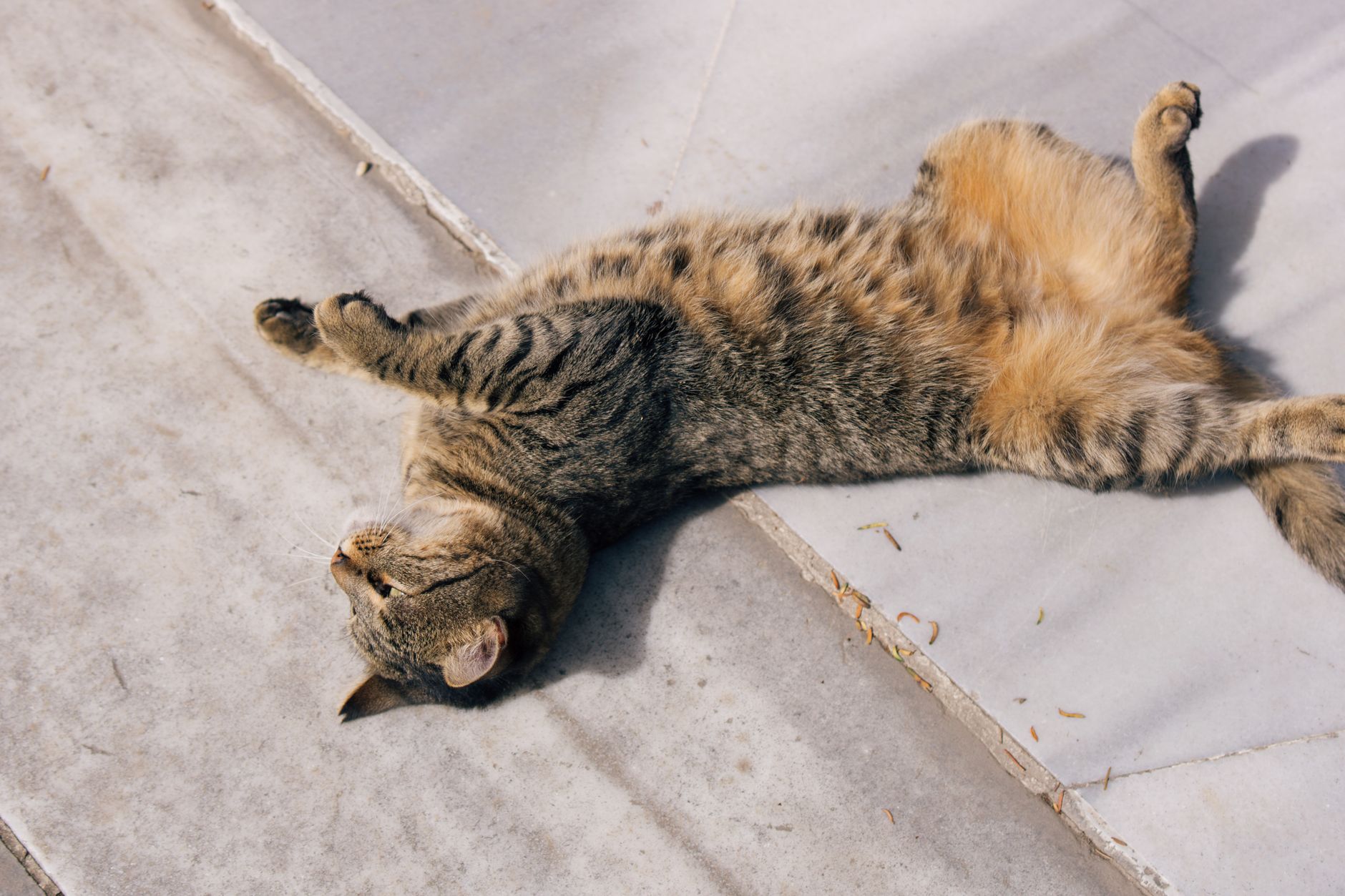#13 — The Belly Flash That Isn't an Invitation