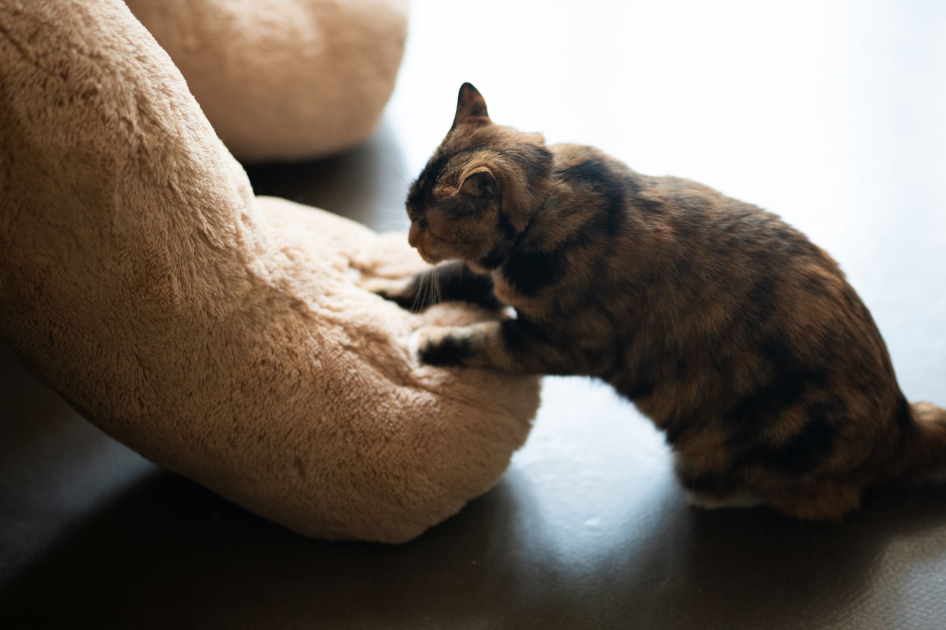 #4 — Kneading on You with Full Claw Extension