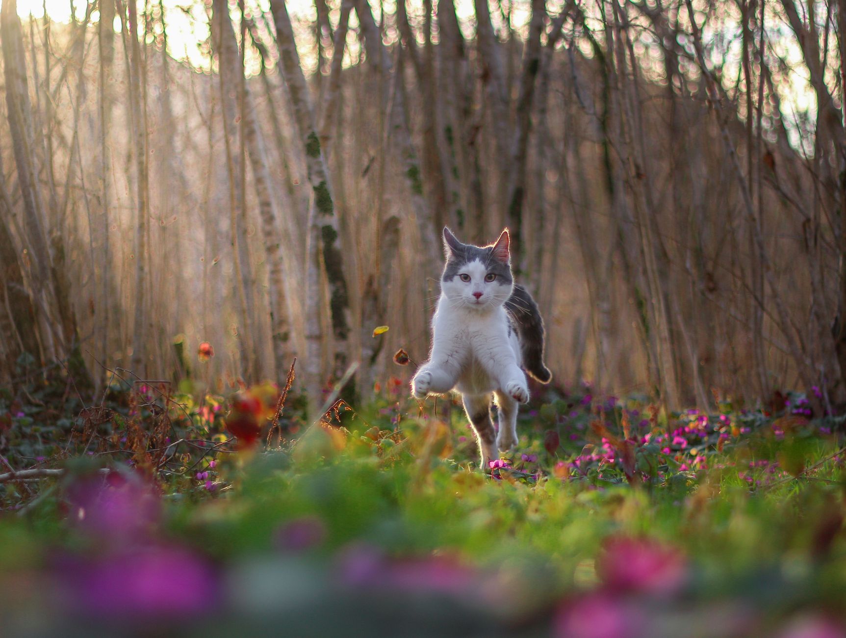 #2 — Seeking You Out When Startled Instead of Hiding