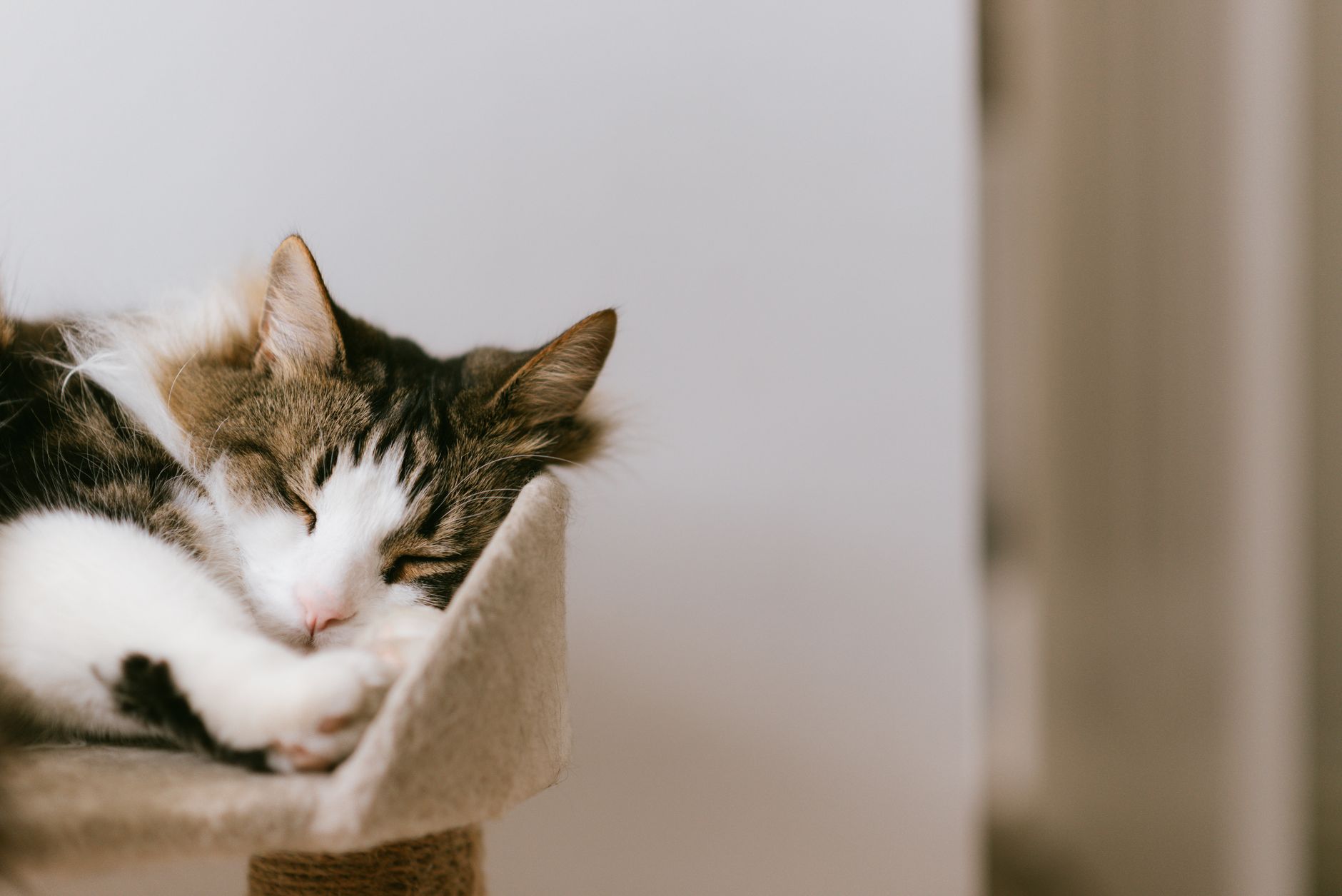 #1 — Falling Asleep During Active Petting